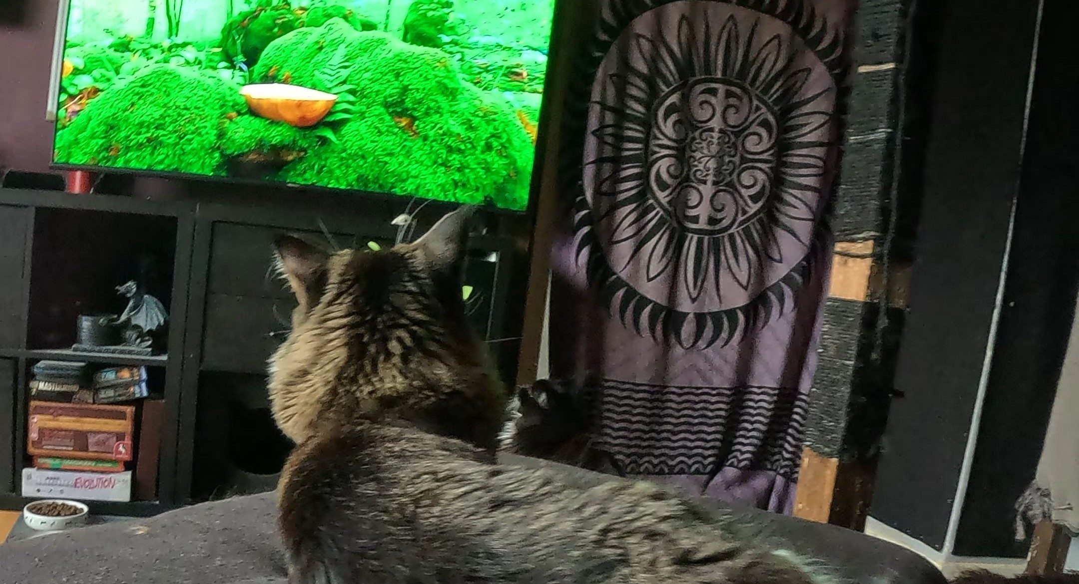Katzen-TV