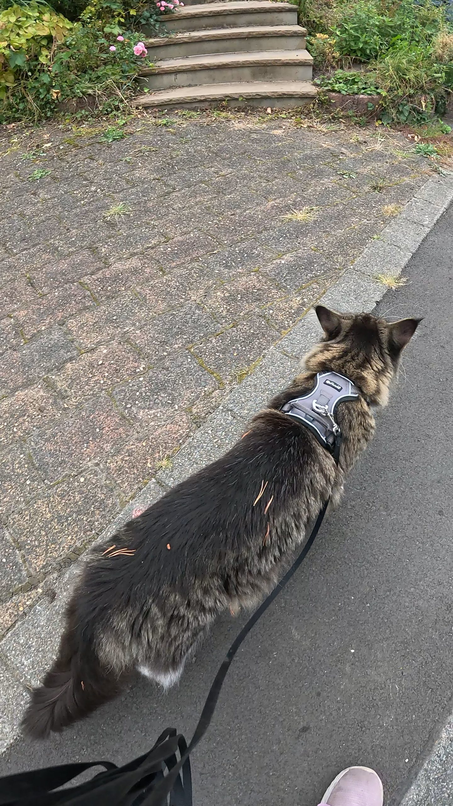 Der Kater kann nicht nackig raus…